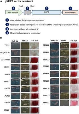 Endomembrane-Targeting Plasmodiophora brassicae Effectors Modulate PAMP Triggered Immune Responses in Plants